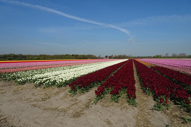 4 Hours Private Tour to the Famous Colourfull Flower Fields From Amsterdam - Reviews and Ratings