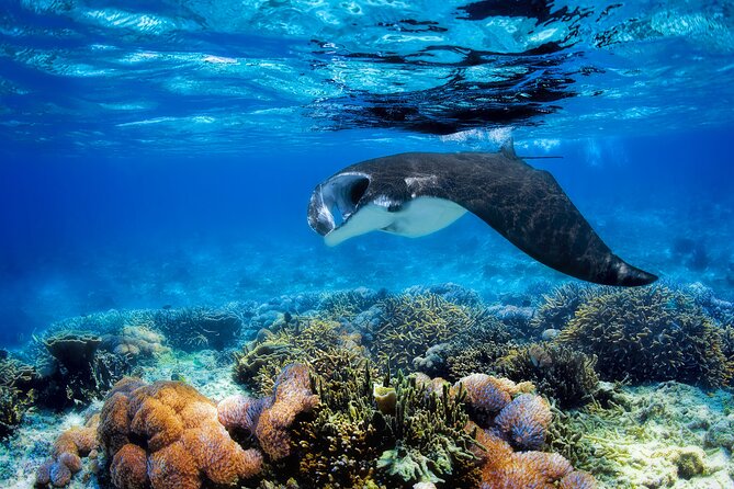 4-Night Fiji: South Sea, Manta Ray, Kuata From Port Denarau  - Nadi - Itinerary Highlights