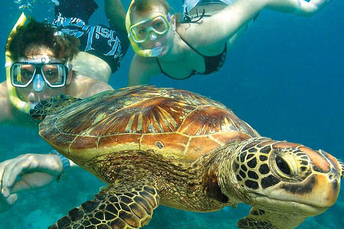 6-Day Best of Cairns Including the Great Barrier Reef, Kuranda and the Daintree Rainforest - Tour Overview