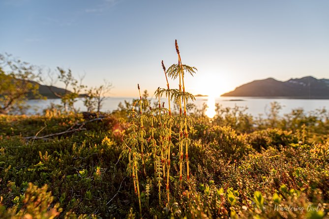 7-Day Self-Drive-Tour Senja Island From Tromsø - Nature & Culture Holiday - Day 2: Exploring Senja