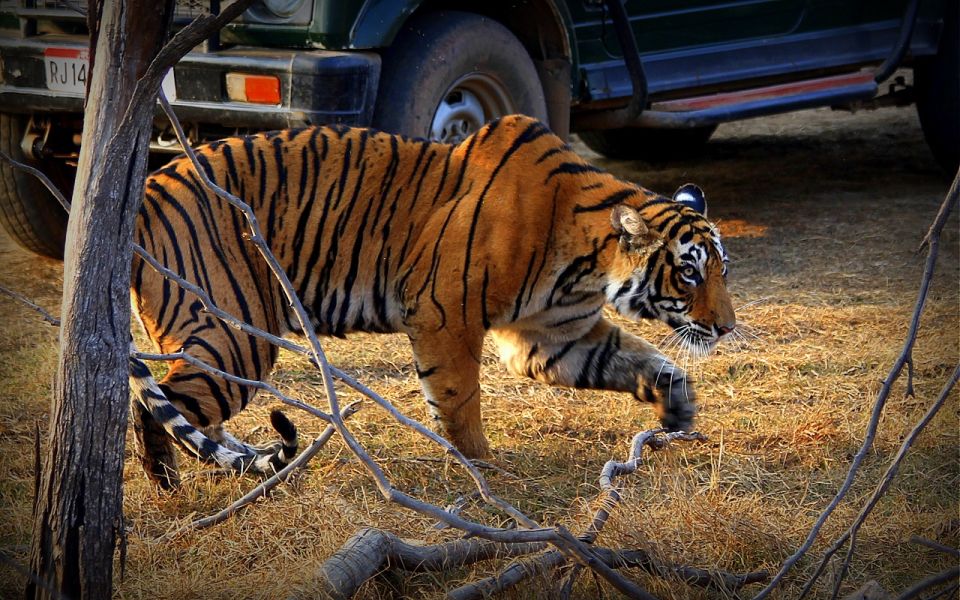 7 Days India Taj Mahal Tour With Ranthambore Tiger Safari - Jaipur Exploration and City Tour