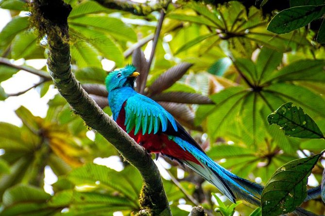 8-Days Costa Rica: Volcano, Tropical Jungles and Cloud Forests - Itinerary Overview