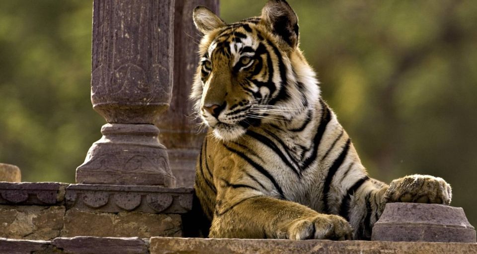 8 Days GOLDEN TRIANGLE EXCURSION WITH RANTHAMBORE WILDLIFE - Agra Must-See Places