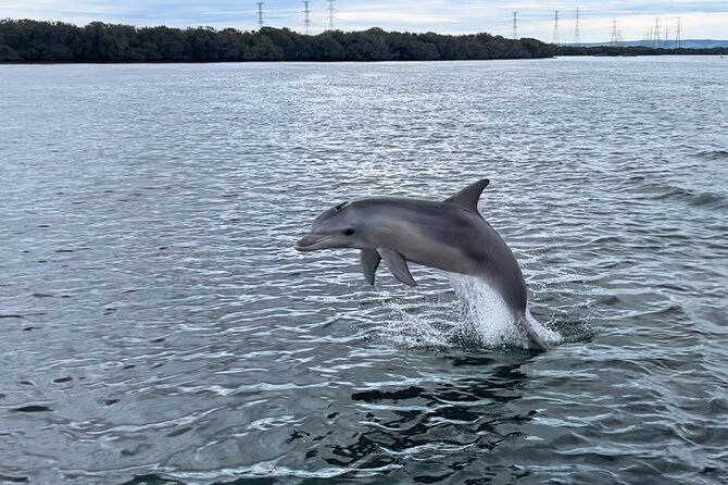 90 Minute Port River Dolphin & Ships Graveyard Cruise - Additional Information