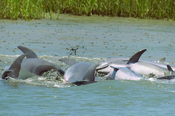 90-Minute Private Dolphin Tour in Hilton Head Island - Tour Logistics