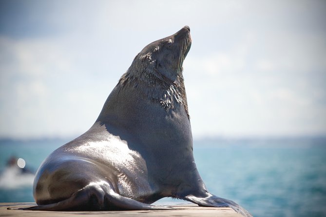 90minute Dolphin, Seal and Scenic Wildlife Cruise - Wildlife Sighting Opportunities