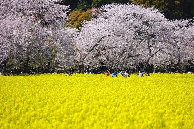 A Day Charter Bus Tour Around Cherry Blossoms in Northern Kyushu - Pricing Information
