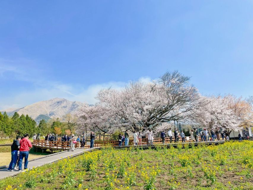 A Day Charter Bus Tour to Cherry Blossoms in Northern Kyushu - Highlights of the Tour
