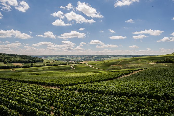 A Unique Sensory Experience in the Vineyards - Engaging Hands-On Grape Picking