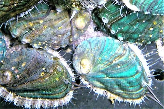 Abalone Farm Tour and Tasting With Coastal Seaweed Walk. Guided. 2 Hours - Provider and Policies