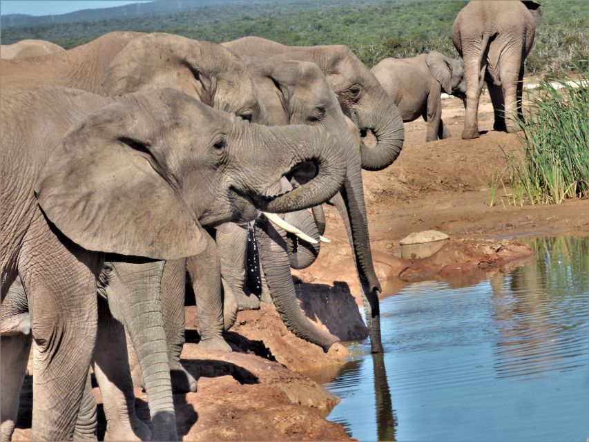 Addo Elephant National Park: Full-Day Safari Tour With Lunch - Wildlife Viewing Opportunities