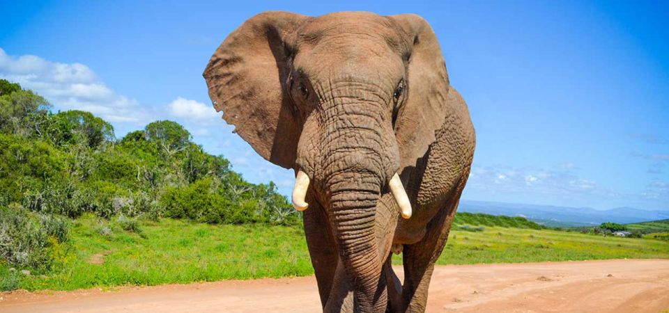 Addo Elephant National Park Full-Day Safari - Safari Experience