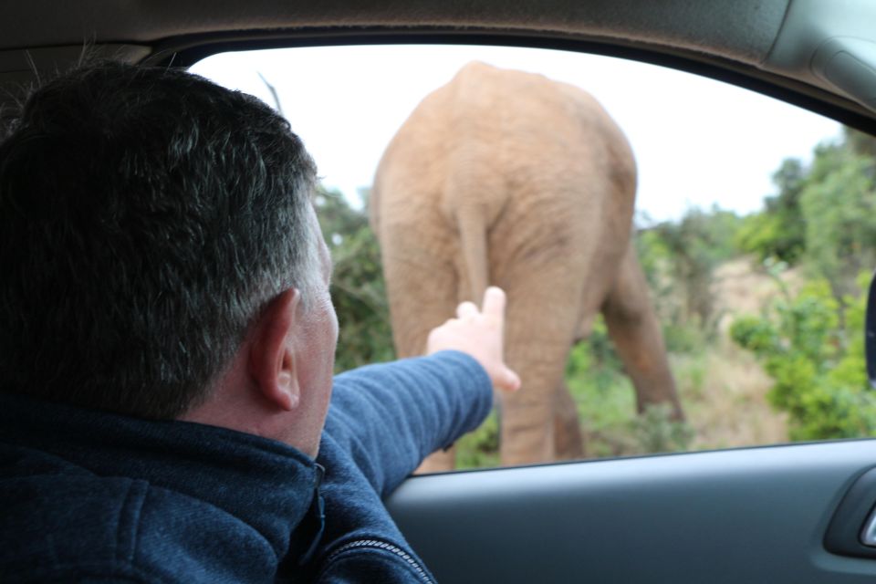 Addo Elephant National Park Game Drive Day Tour With Lunch - Wildlife Encounters