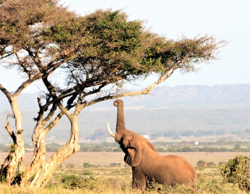 Addo Elephant National Park: Guided Half-Day Safari - Experience Highlights