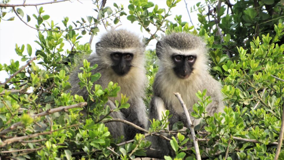 Addo River Safari - Guided Tour in Canoes - Experience Highlights