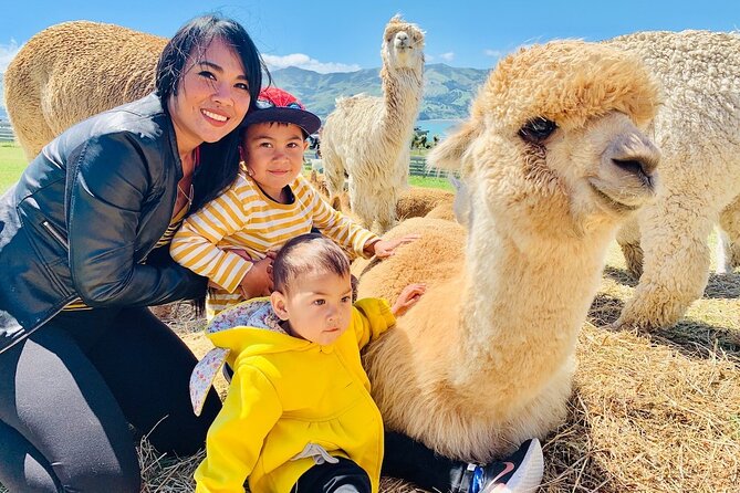 Admission Ticket to an Alpaca Farm, Akaroa (Mar ) - Logistics and Departure Details