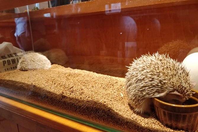 Admission to Hedgehog Cafe in Harajuku - Expectations and Accessibility
