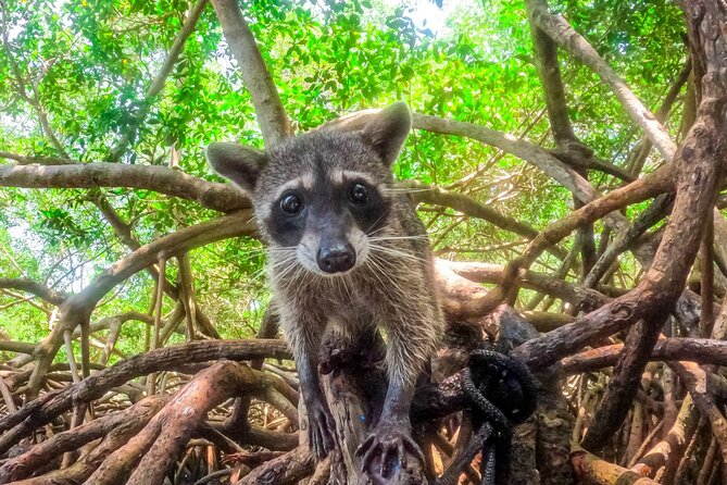 Adventure Full Day Isla Barú Mangroves Snorkel Bioluminescent Plankton - Dive Into the Underwater World