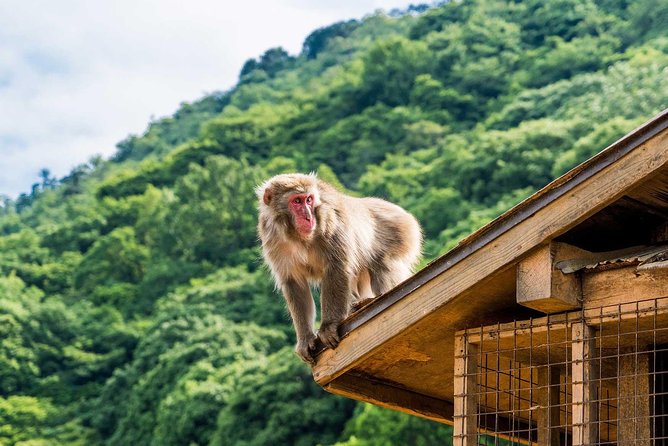 Afternoon Arashiyama Bamboo Forest & Monkey Park Bike Tour - Cancellation Policy Details