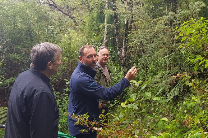 Afternoon Piha Beach and Rainforest Tour From Auckland - Tour Highlights