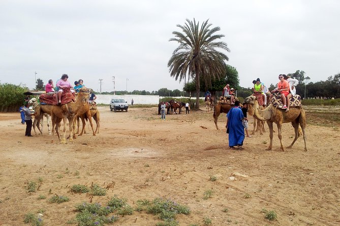 Agadir Camel Riding - Hassle-Free Inclusions and Logistics