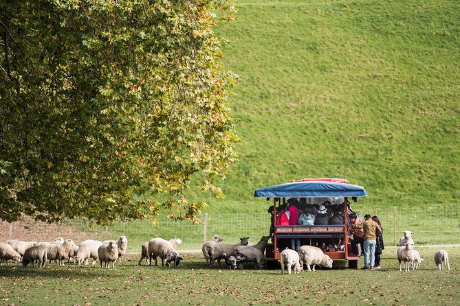 Agrodome Farm Experience Including Farm Show and Farm Tour - Rotorua - Included Activities