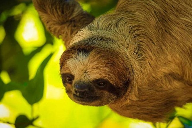 AJs Sloth & Monkeys Family Excursion, City Tour & Private Transfer - Traveler Experience