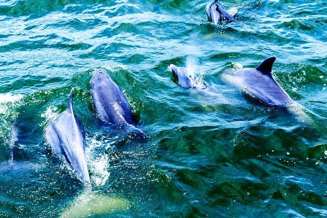 Alabama Gulf Coast Dolphin Cruise - Inclusions