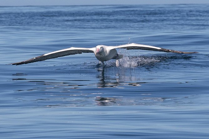 Albatross, Wildlife and Harbour Cruise - Operational Logistics and Meeting Points