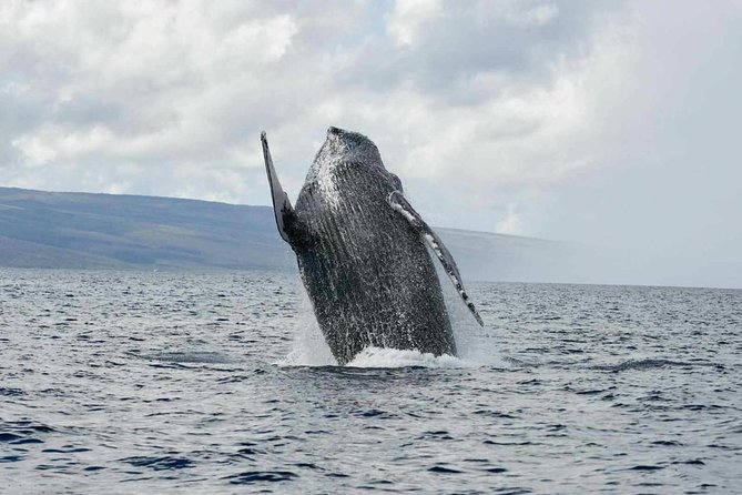 Alii VIP Whale Tour - Meeting and Pickup Instructions