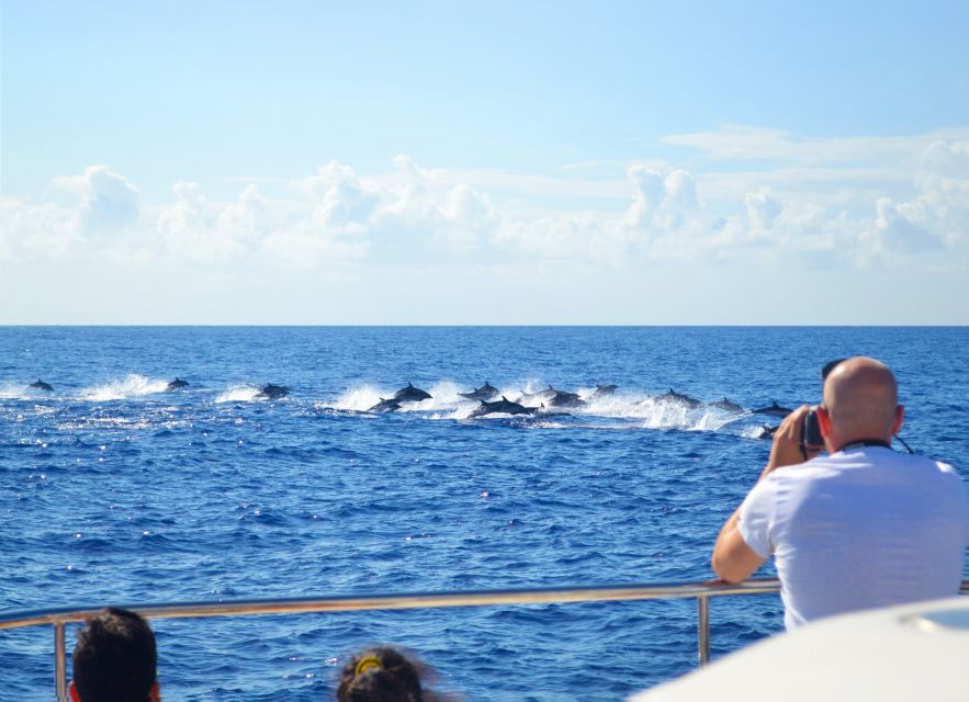 All Inclusive Whale and Dolphin Watching Luxury Tour - Activity Highlights