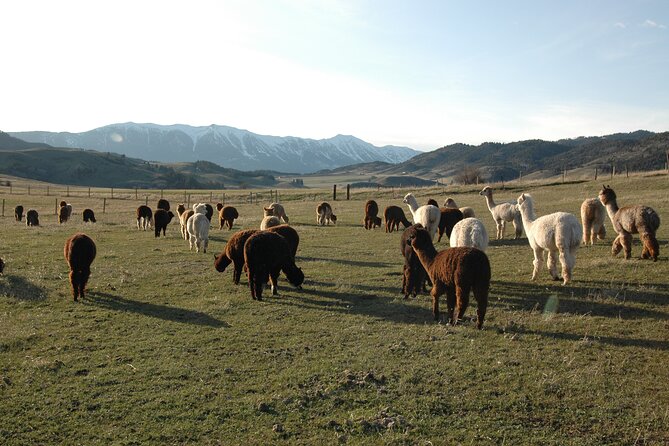 Alpaca and Llama Farm Tour - Care and History Insights