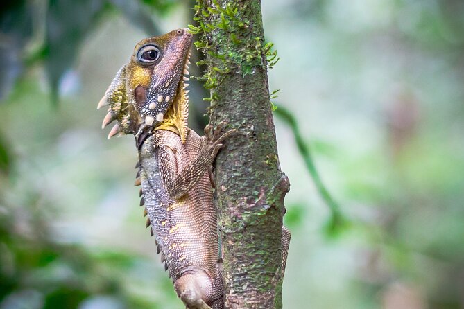 Amazing Daintree Rainforest Tour Waterfall Hike, Lunch, Swim & Crocodile Cruise - Cancellation Policy and Refunds