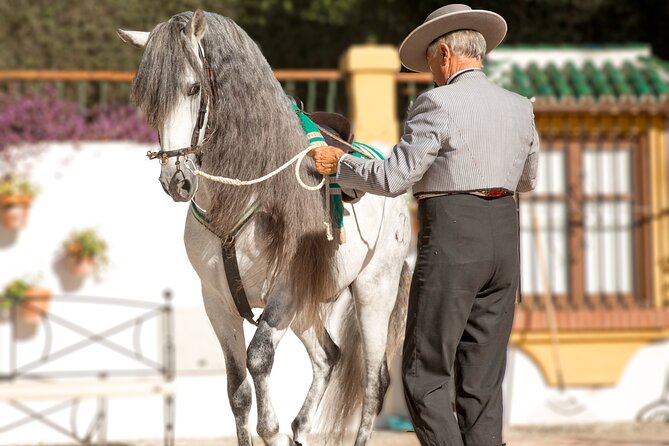 Andalusian Horses and Flamenco Show With Transportation - Traveler Photos
