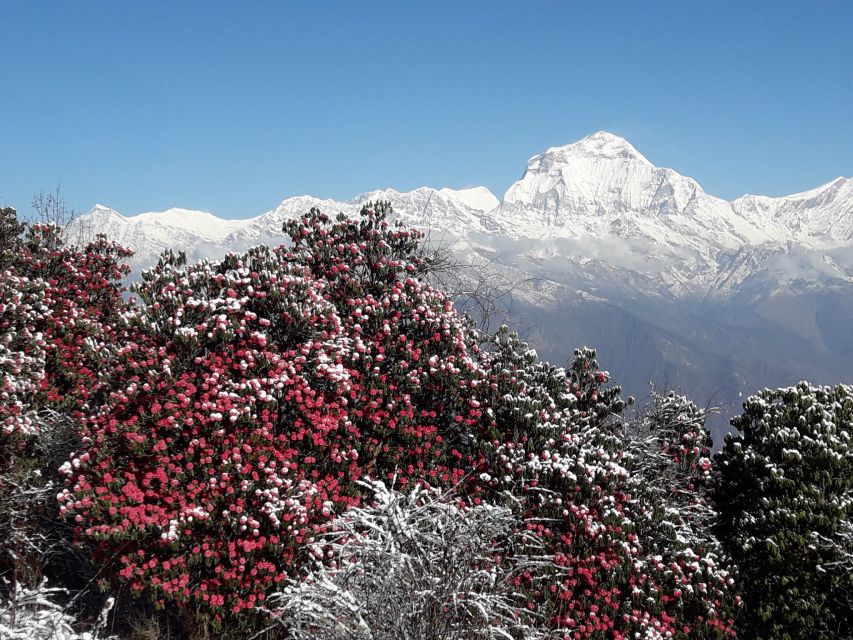 Annapurna: 4 Day Poon Hill Ghandruk Trek - Booking and Reservation Details