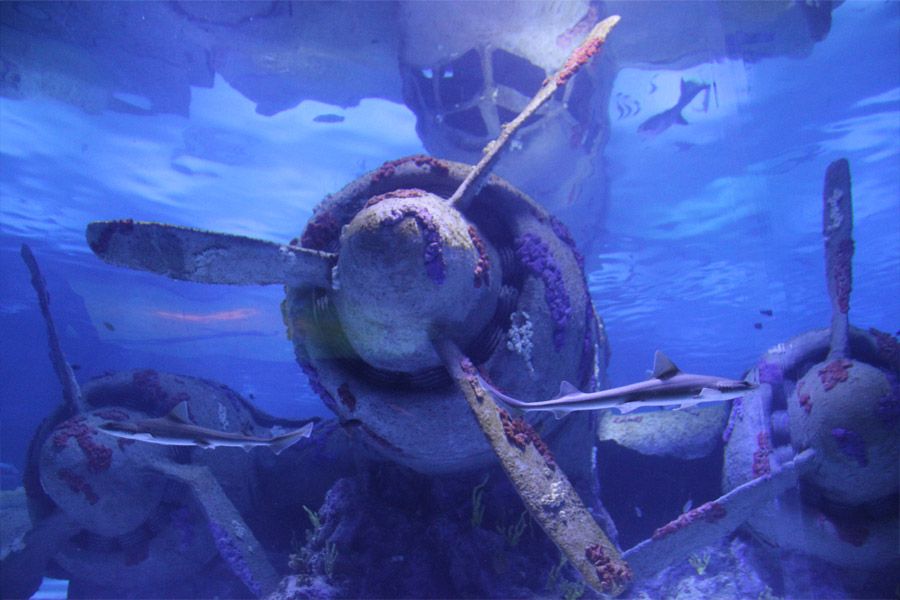 Antalya: Aquarium Entrance Ticket & Optional Transfer - Experience Highlights