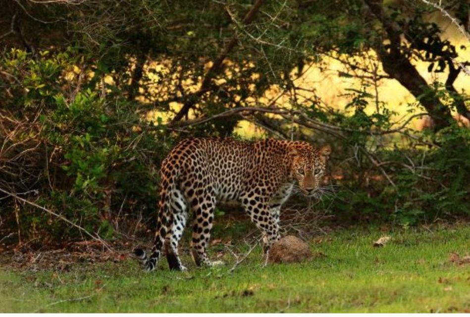 Anuradhapura: Evening or Morning Safari at Wilpattu Park - Wilpattu National Park Experience Highlights