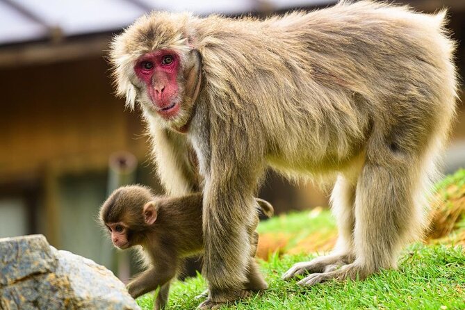 Arashiyama Walking Tour - Bamboo Forest, Monkey Park & Secrets - Traveler Experience