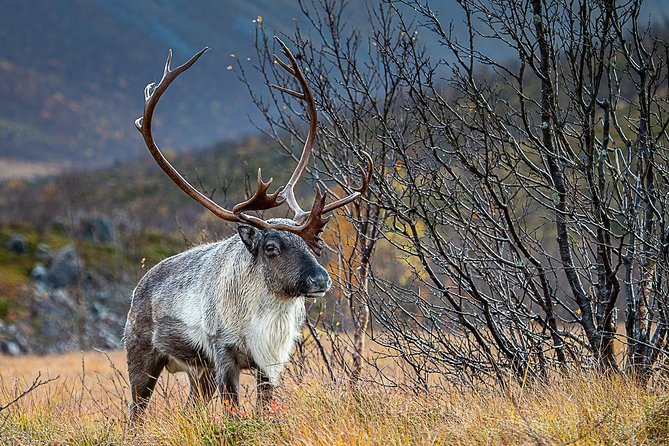 Arctic Nature Tour From Tromsø by Minibus - Health and Safety Guidelines