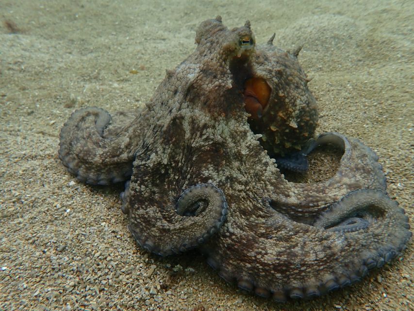 Arrábida: Open Water Diver Course in Arrábida Marine Reserve - Meeting Point and Accessibility