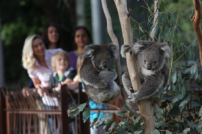Australian Wildlife Tour at Melbourne Zoo Ticket - Excl. Entry - Traveler Assistance and Information