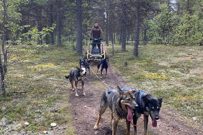 Autumn Husky Sit and Drive Cart Tour From Kiruna - Duration and Activities