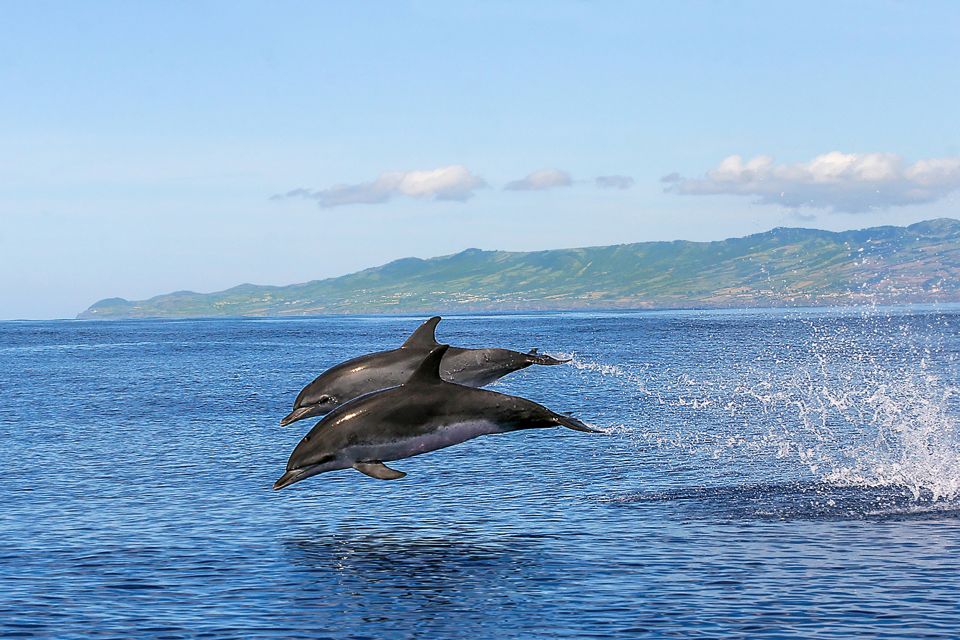 Azores: Whale Watching and Islet Boat Tour - Cancellation Policy