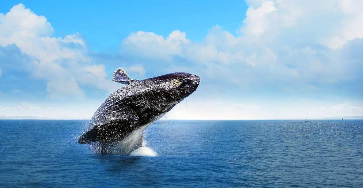 Bacardi Island & Samana Bay: Whale Sanctuary & Sailing Tour - Experience Highlights