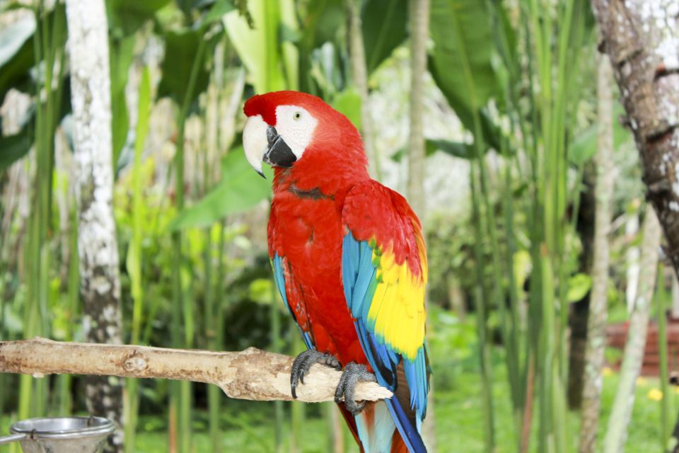 Bali Bird Park: 1-Day Admission Ticket - Booking and Payment Information