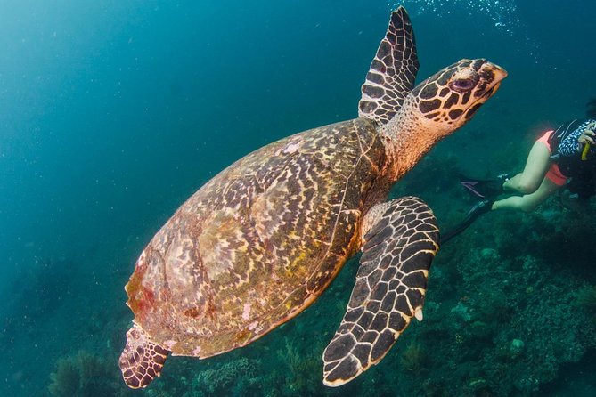 Bali Diving for Beginners: Tulamben Liberty Wreck - Logistics and Transfers