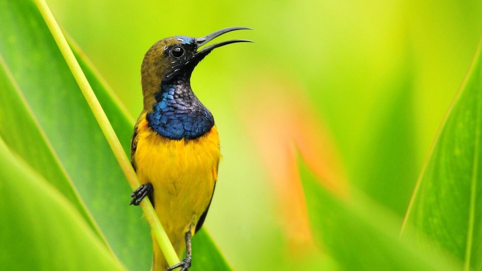 Bali: Full-Day Bird Watching Experience - Experience Highlights