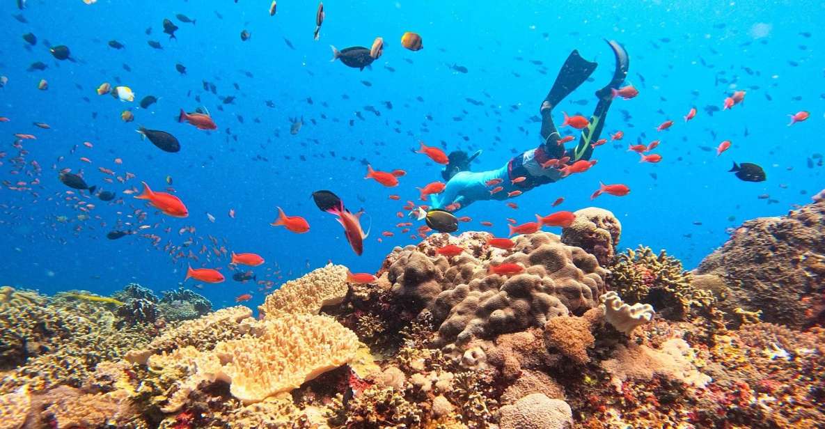 Bali: Nusa Lembongan Snorkeling & Mangrove Forest Trip - Inclusions and Experiences