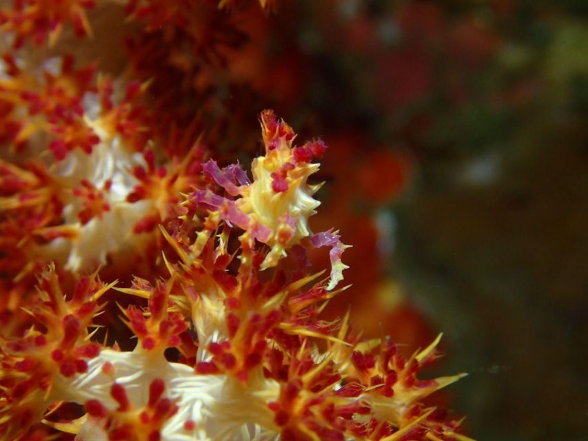 Bali : Tulamben Diving USAT Liberty Full Day With Transfer - Highlights