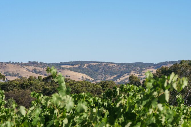 Barossa Bespoke Tours - a Full Day Private Tour to the Barossa Valley - Exclusive Wine Tastings